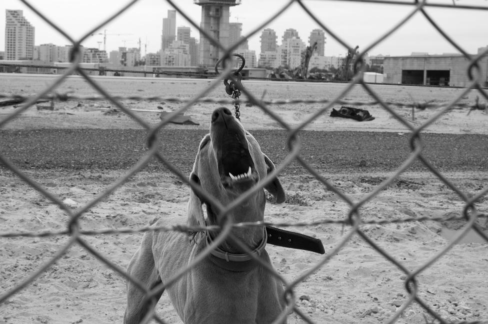 The Tiger The Object and The Ball 