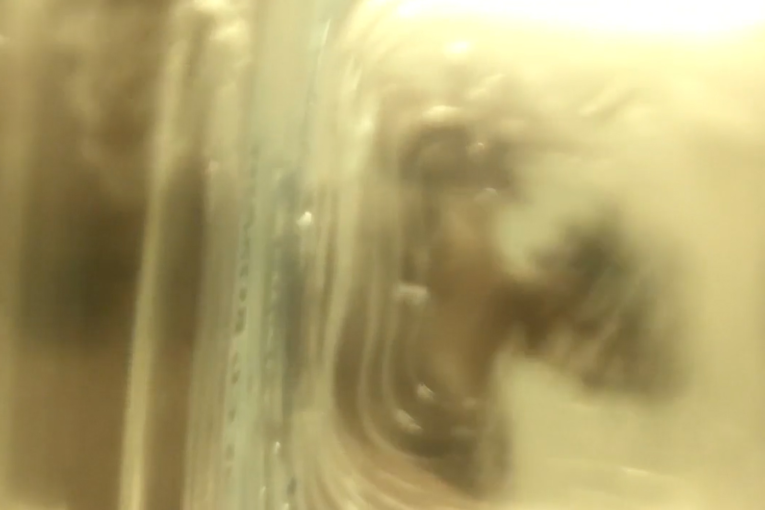 Untitled (Owl experiment #101